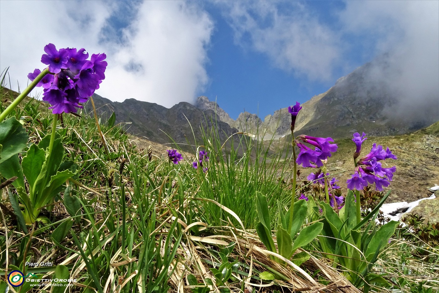 32 Primula latifolia (Primula vischiosa).JPG